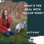 What's the Deal with Teacup Pigs?