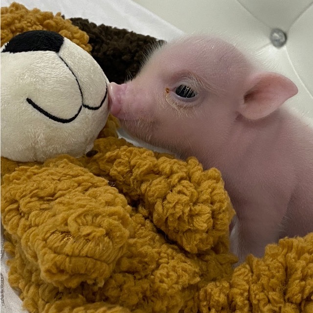 Baby pig toy online