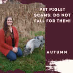 Pet Pig Scams: Do Not Fall For Them!