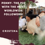 Penny- The Pig with the Most Worldwide Followers!