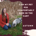 Can My Pet Pig Comfortably Ride in the Car?