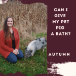 Can I Give My Pet Pig a Bath?